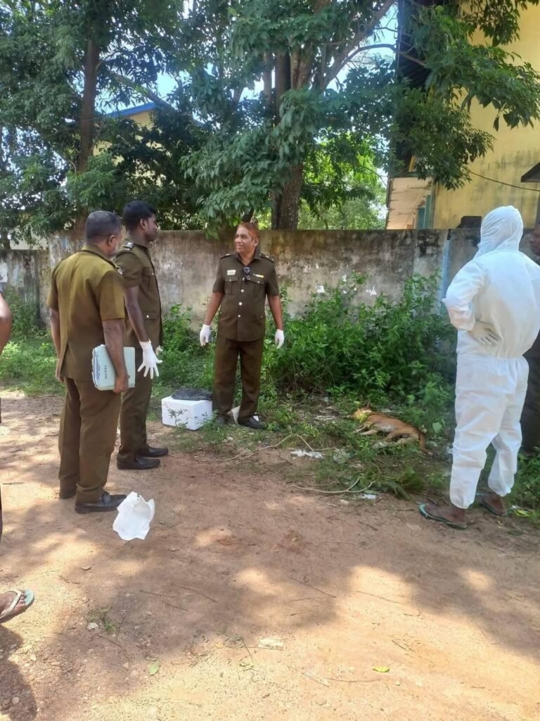 FB_IMG_1741783541732