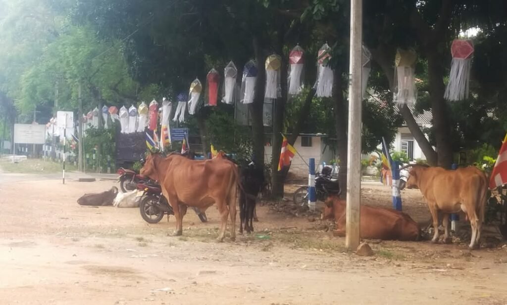 FB_IMG_1747489983978