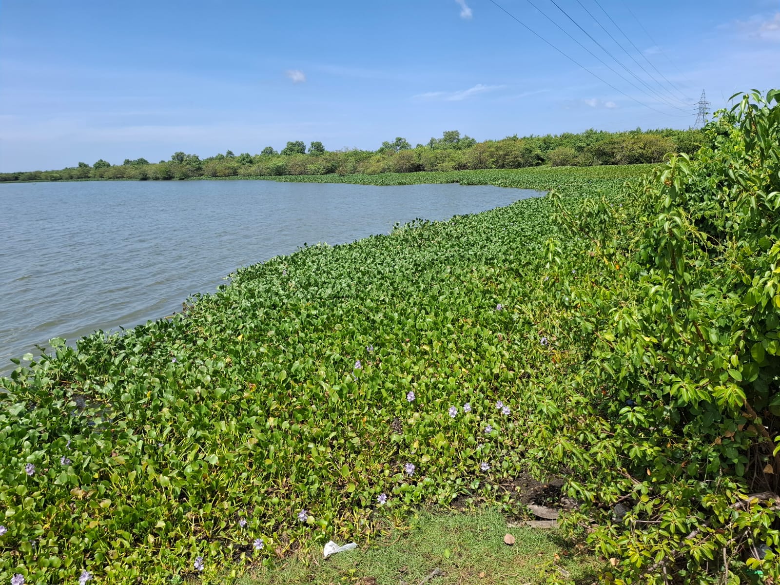 மட்டக்களப்பு வாவியில் பாரியளவில் நீர்த்தாவரங்களால்; முதலைகள் பெருக்கம்! மீனவர்கள் அவதி! மீன்பிடி பாதிப்பு! மீனவர்கள் சிலர் பலி.!!!