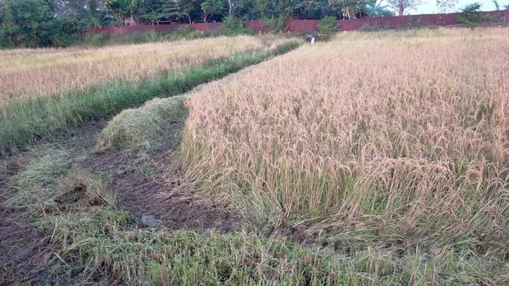 FB_IMG_1752155678338