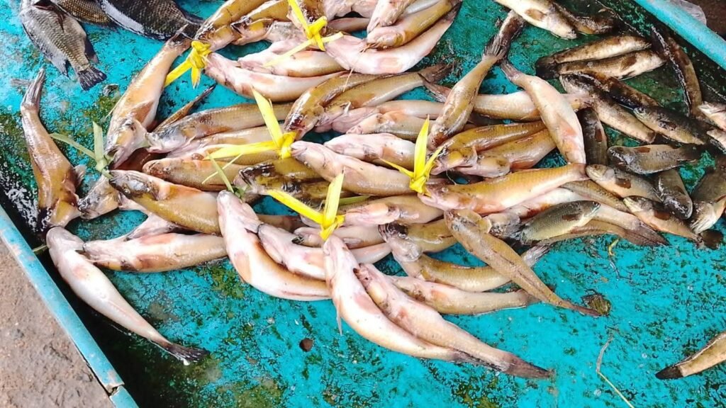 FB_IMG_1763644815876