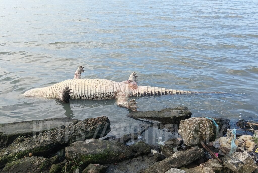 0_image_0_watermark_வியா_15012026_084751