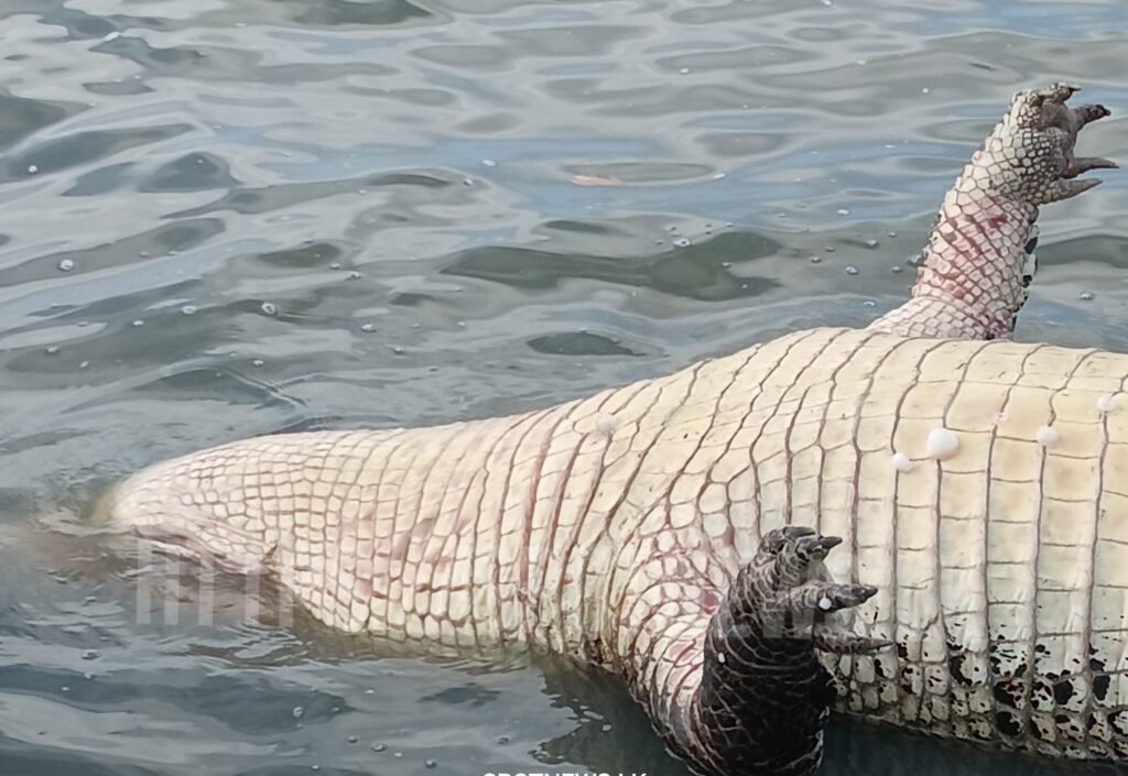 12_image_12_watermark_வியா_15012026_084758