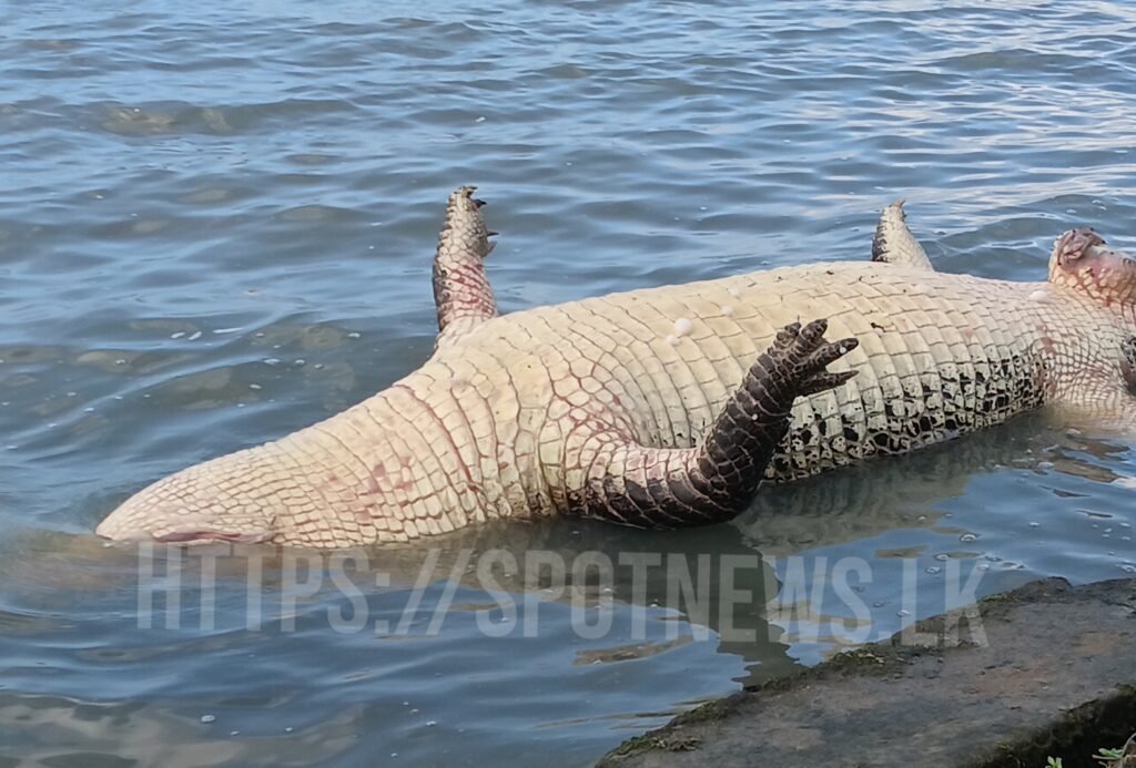 4_image_4_watermark_வியா_15012026_084754