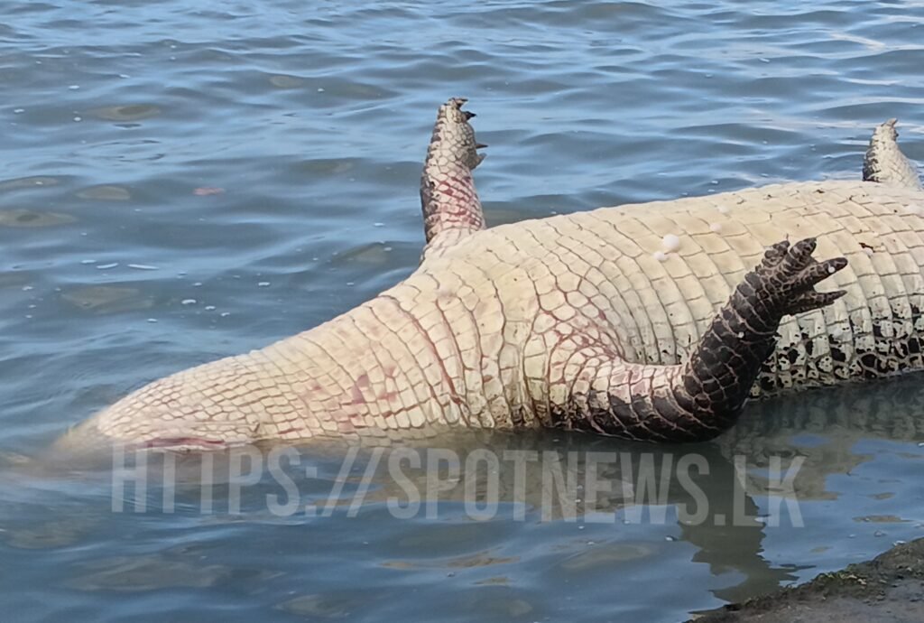 6_image_6_watermark_வியா_15012026_084755