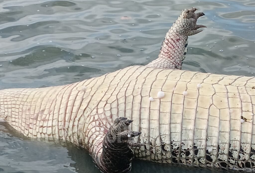 8_image_8_watermark_வியா_15012026_084756