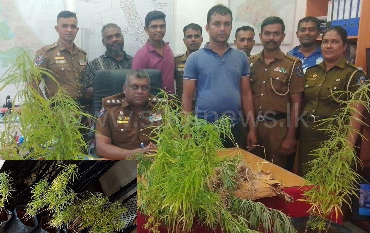 மொட்டை மாடியில் ரகசிய கஞ்சா தோட்டம்; கல்முனையில் 56 வயது நபர் கைது.!!!