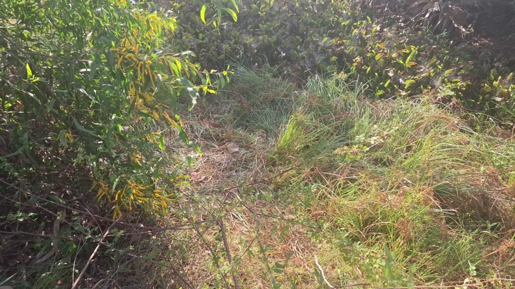 IMG-20250701-WA0011