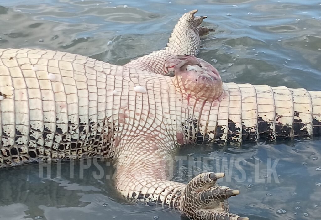 11_image_11_watermark_வியா_15012026_084758