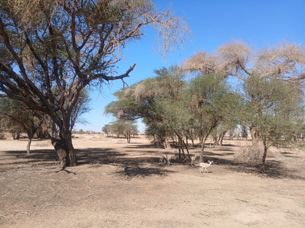 IMG-20260121-WA0018