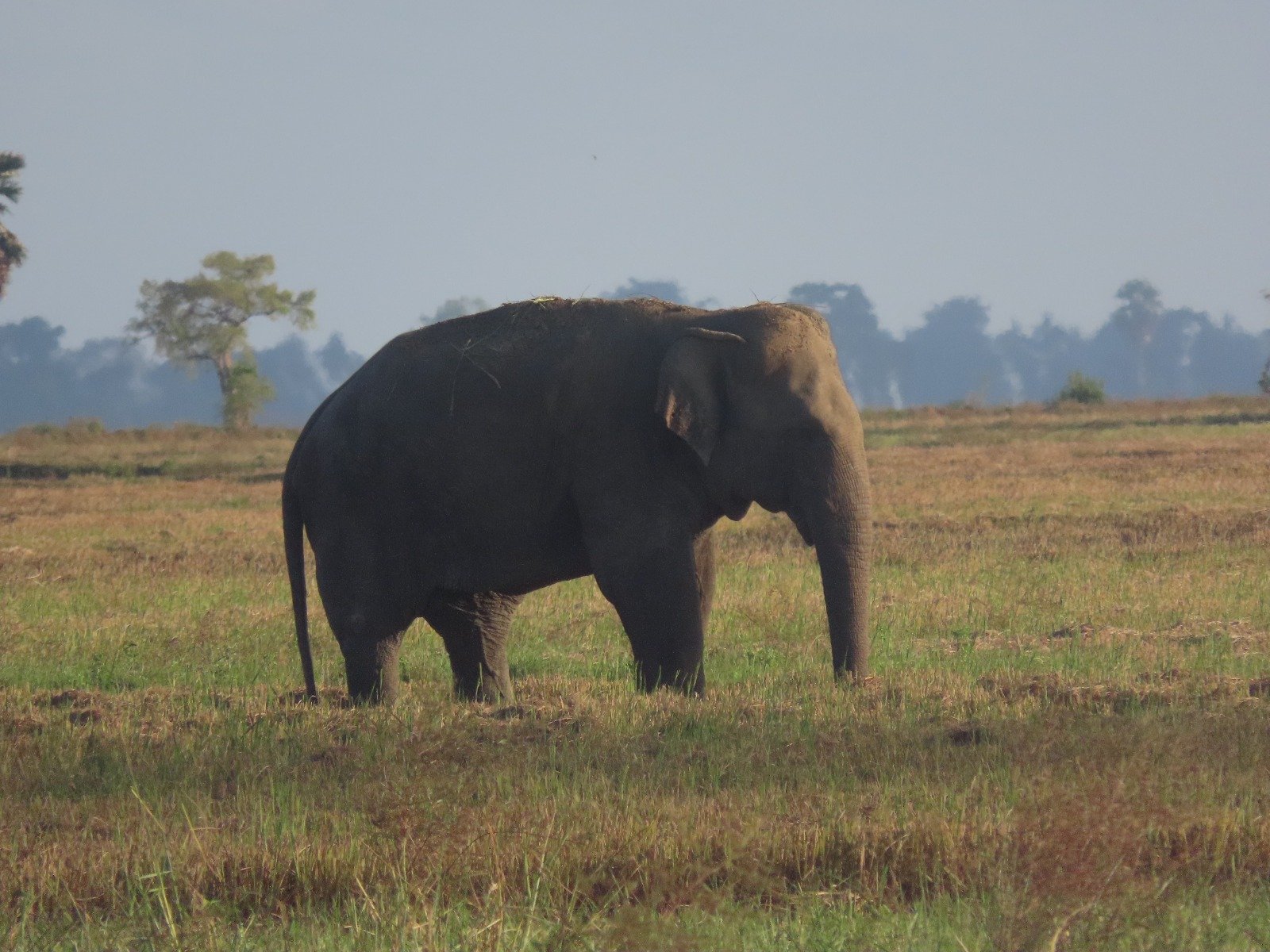 மாவடிப்பள்ளி, நிந்தவூர், சம்மாந்துறைப் பகுதியில்: காட்டு யானைகள் சஞ்சாரம்.!!!