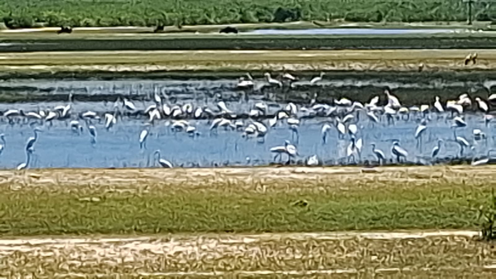 மட்டக்களப்பு மாவட்டத்தில் குளங்களை நோக்கி படையெடுக்கும்: பெருமளவிலான வெளிநாட்டு நாரைகள்.!!!