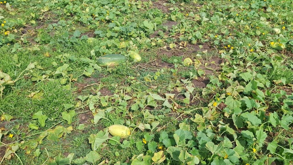IMG-20260412-WA0057