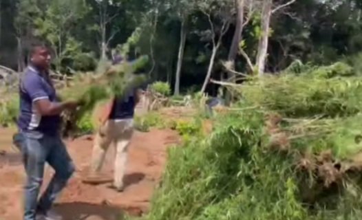கந்தளாயில் இரண்டரை ஏக்கர் கஞ்சா தோட்டம் முற்றுகை: 18,750 செடிகள் அழிப்பு, சந்தேகநபர்கள் தப்பியோட்டம்.!!!